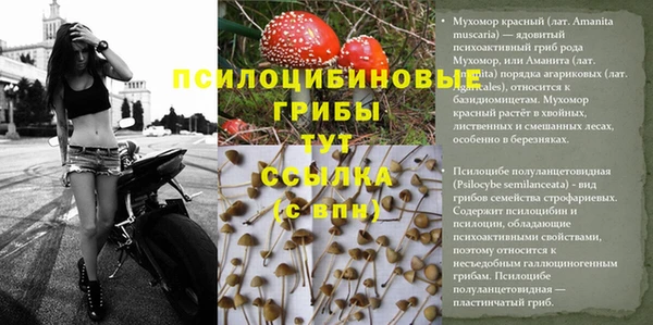 стаф Баксан